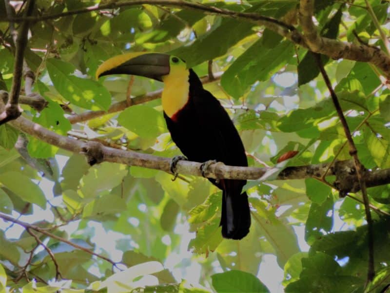 Adventures in the OSA Peninsula Adventures in the OSA Peninsula