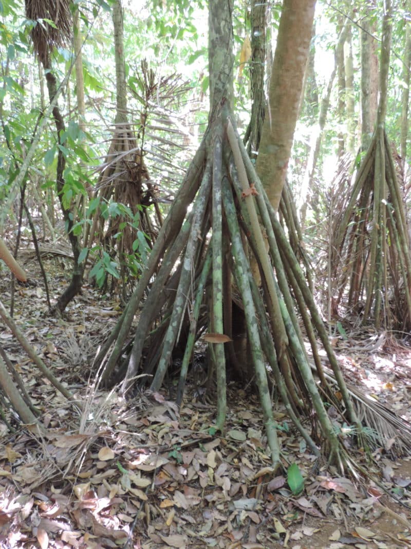 Adventures in the OSA Peninsula Adventures in the OSA Peninsula