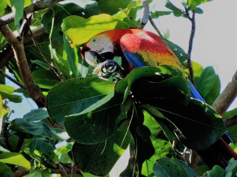 Adventures in the OSA Peninsula Adventures in the OSA Peninsula