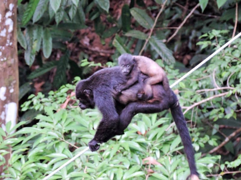 Adventures in the OSA Peninsula Adventures in the OSA Peninsula