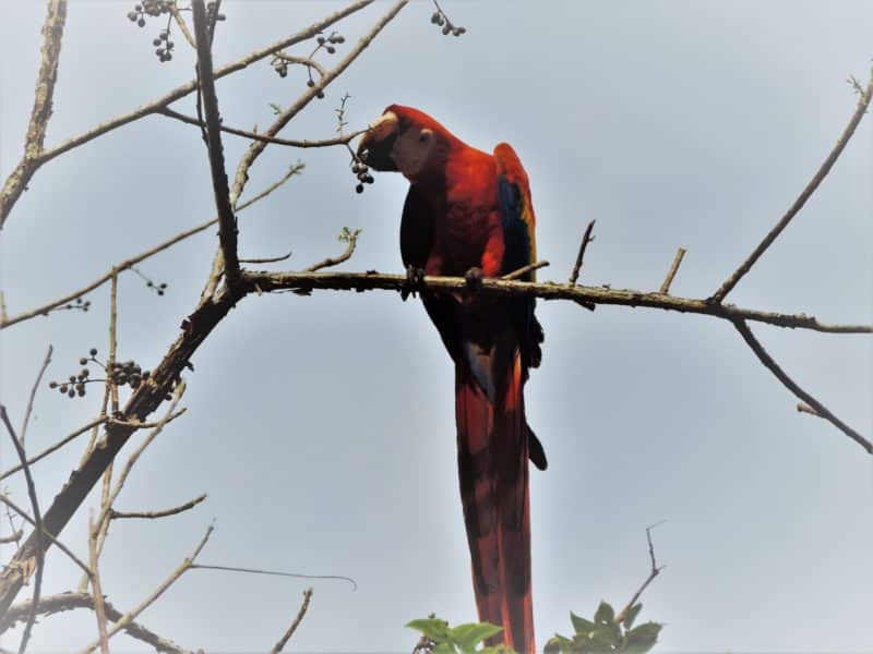 Adventures in the OSA Peninsula Adventures in the OSA Peninsula