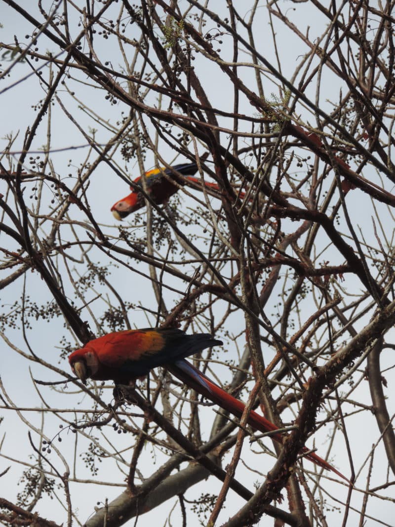 Adventures in the OSA Peninsula Adventures in the OSA Peninsula