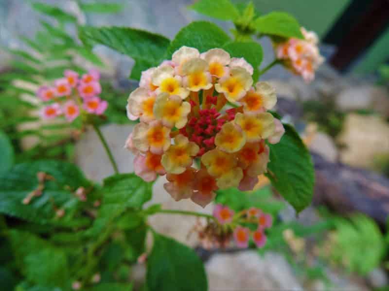 A misty stay in the Monteverde Cloud Forest