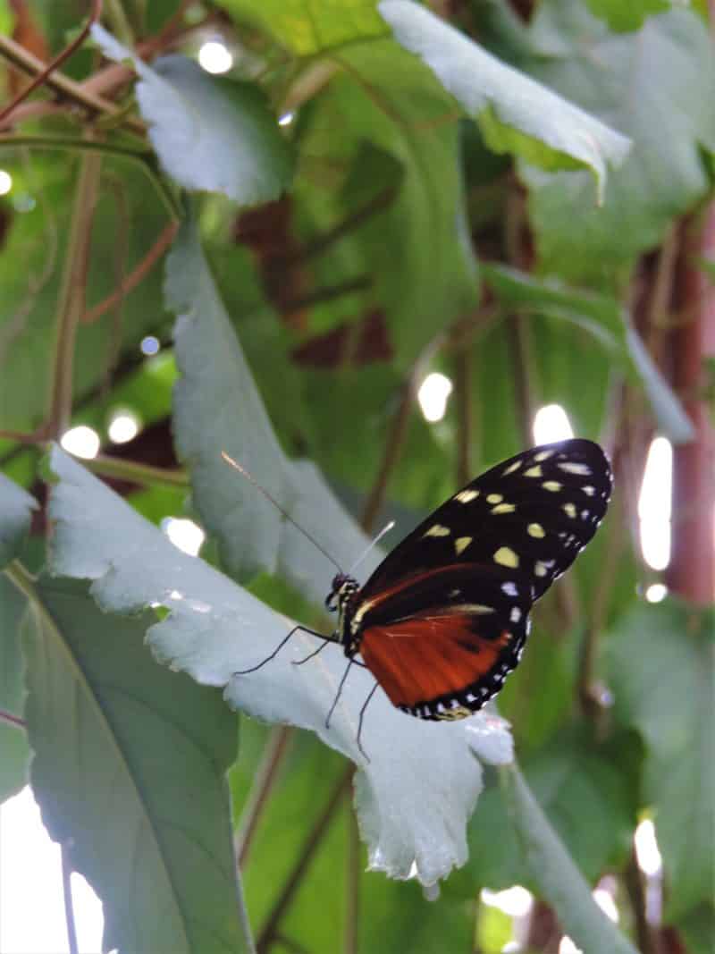A misty stay in the Monteverde Cloud Forest