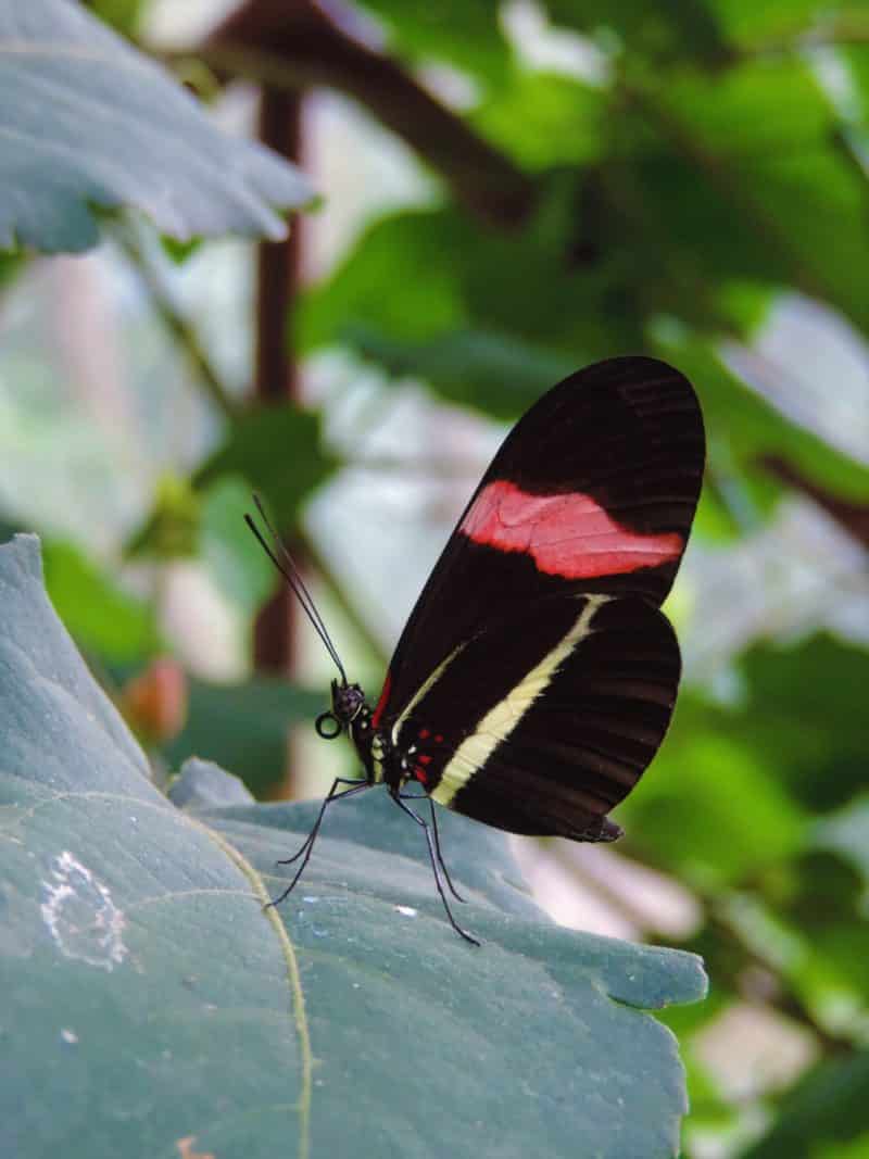 A misty stay in the Monteverde Cloud Forest