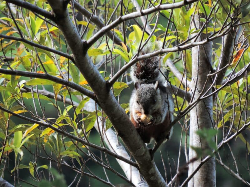 A misty stay in the Monteverde Cloud Forest
