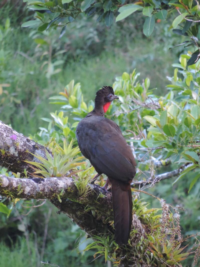 A misty stay in the Monteverde Cloud Forest