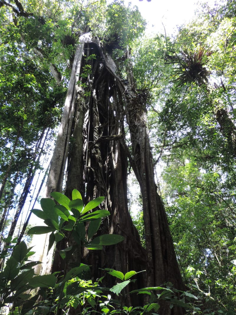 A misty stay in the Monteverde Cloud Forest
