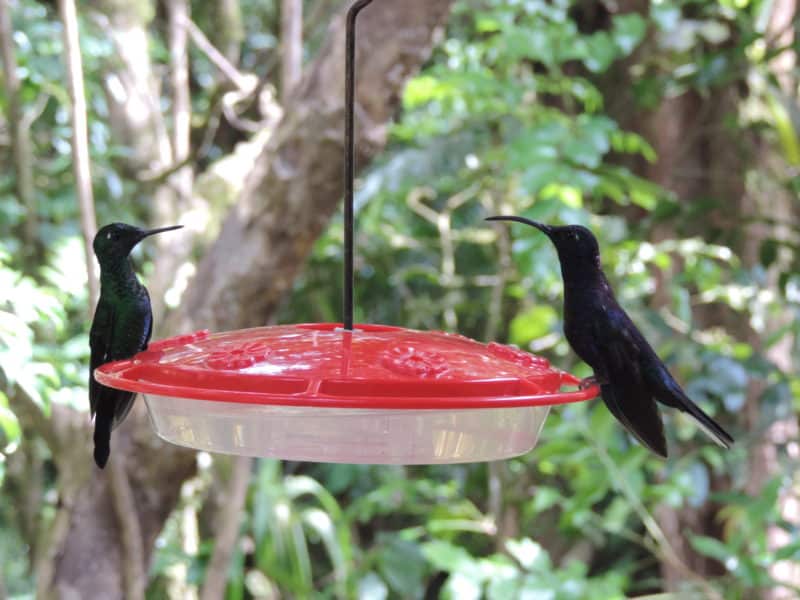 A misty stay in the Monteverde Cloud Forest