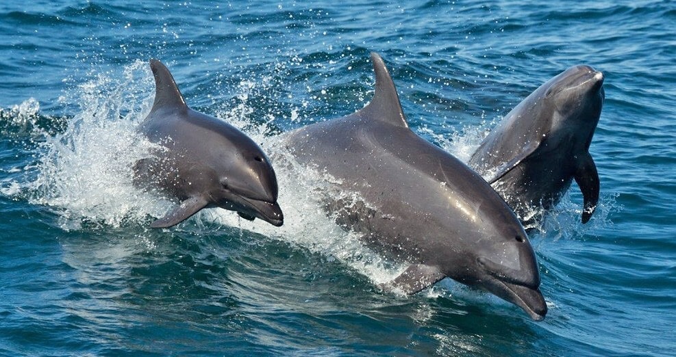 Adventures in the OSA Peninsula Adventures in the OSA Peninsula