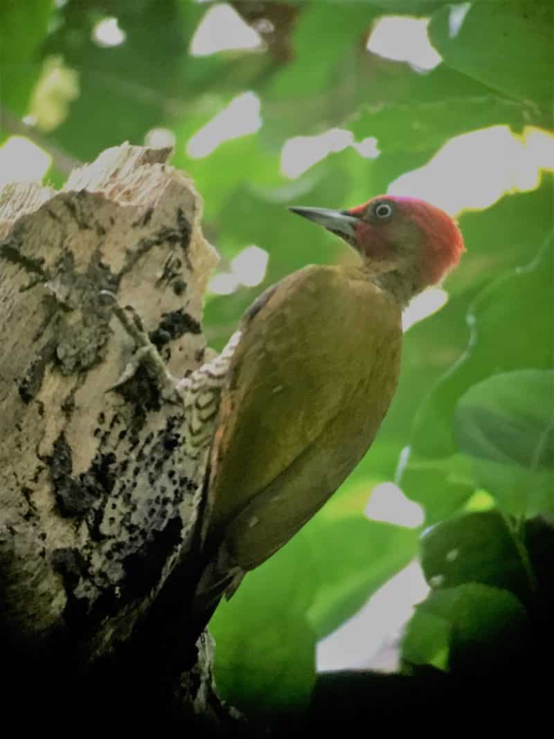 Adventures in the OSA Peninsula Adventures in the OSA Peninsula