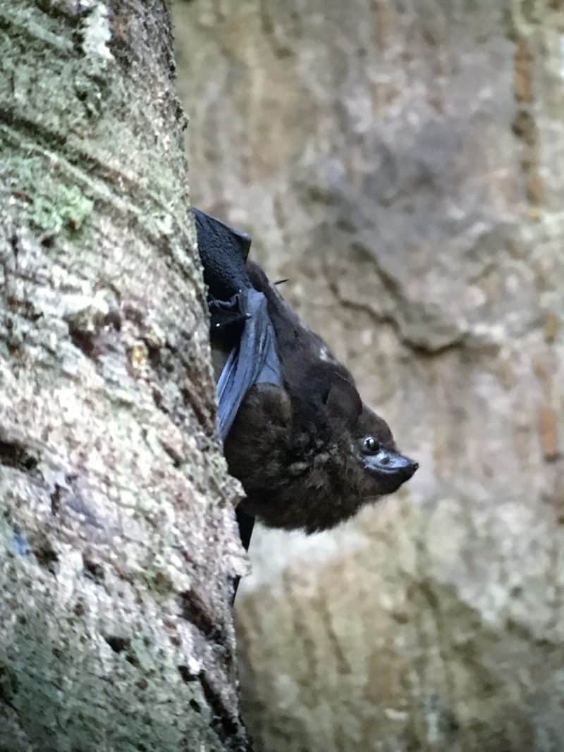 Adventures in the OSA Peninsula Adventures in the OSA Peninsula