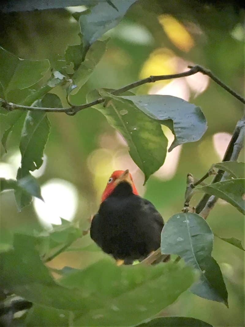 Adventures in the OSA Peninsula Adventures in the OSA Peninsula