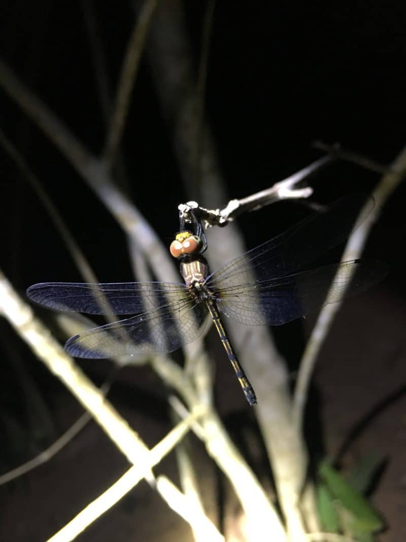 Adventures in the OSA Peninsula Adventures in the OSA Peninsula