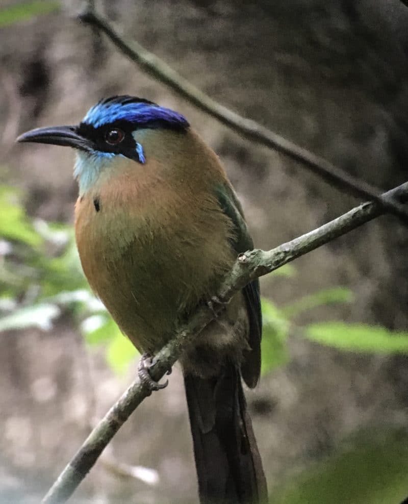 A misty stay in the Monteverde Cloud Forest