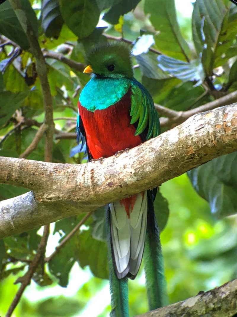 A misty stay in the Monteverde Cloud Forest