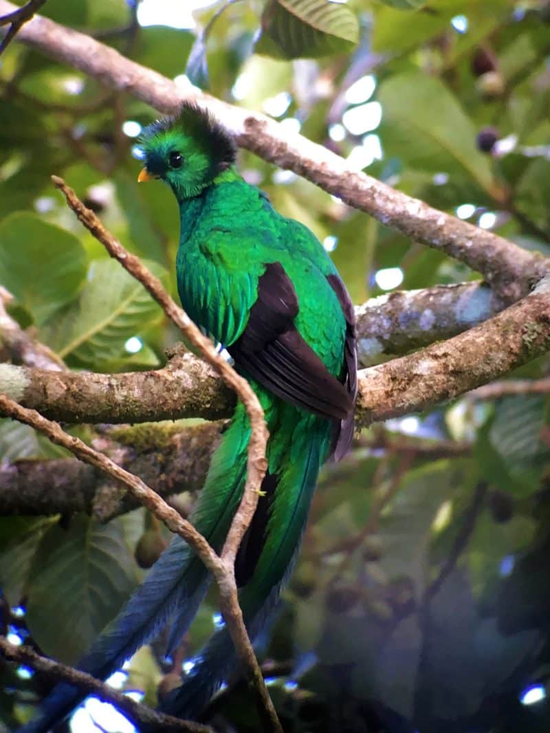 A misty stay in the Monteverde Cloud Forest