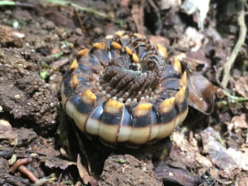 A misty stay in the Monteverde Cloud Forest