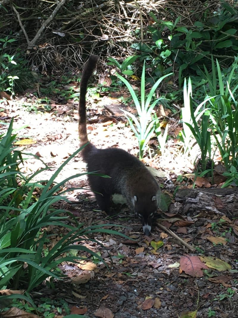 A misty stay in the Monteverde Cloud Forest