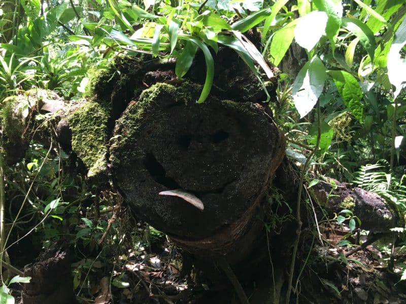A misty stay in the Monteverde Cloud Forest