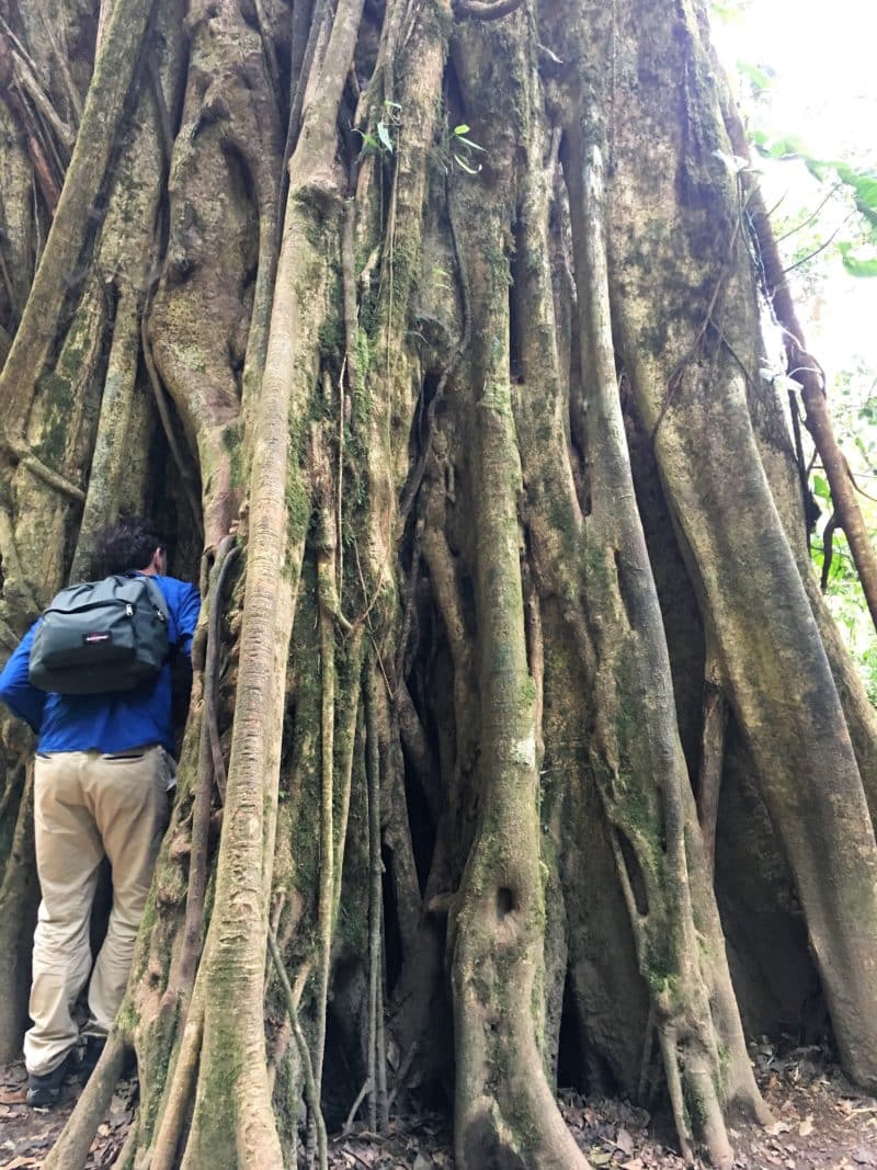 A misty stay in the Monteverde Cloud Forest