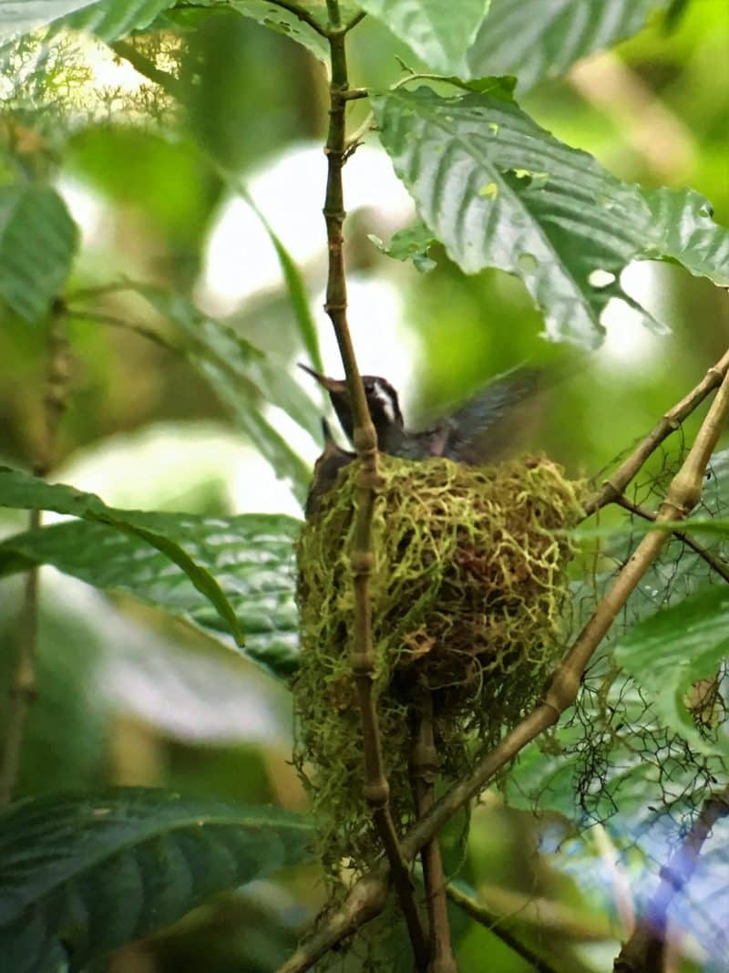 A misty stay in the Monteverde Cloud Forest