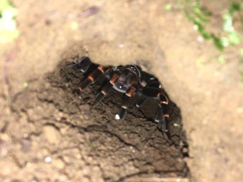 A misty stay in the Monteverde Cloud Forest