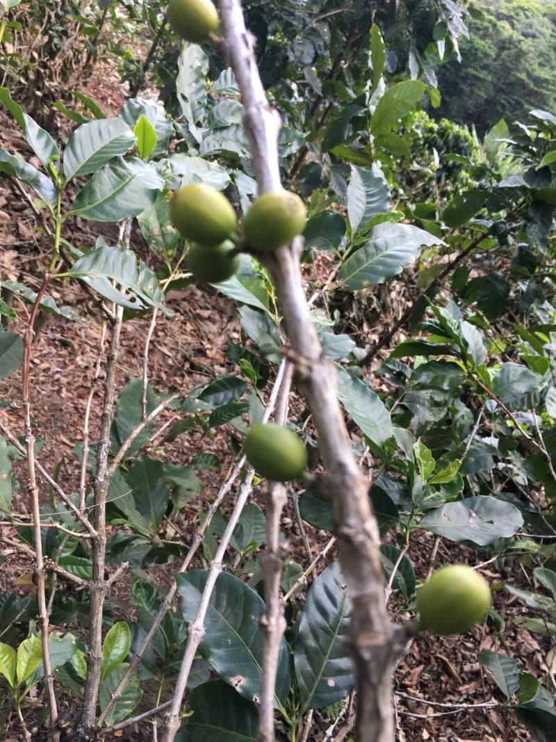 A misty stay in the Monteverde Cloud Forest