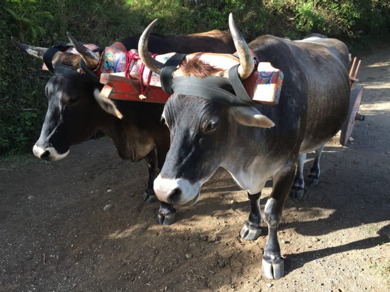 A misty stay in the Monteverde Cloud Forest