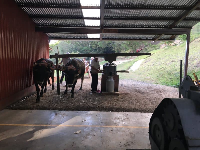 A misty stay in the Monteverde Cloud Forest