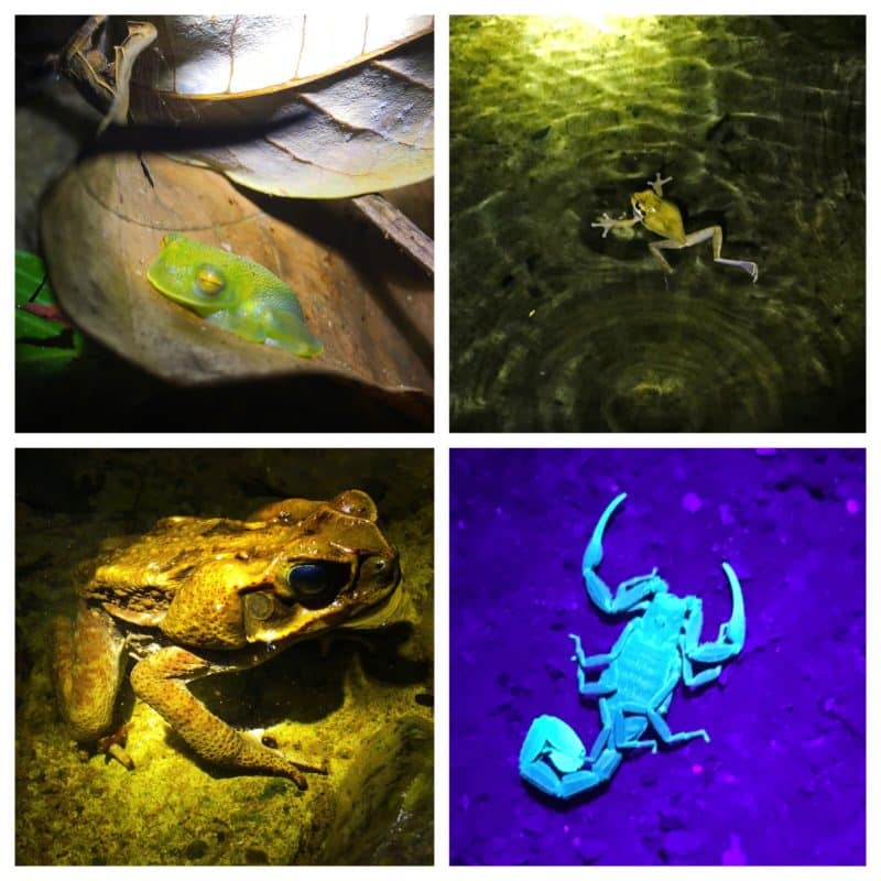 Night Wildlife Collage