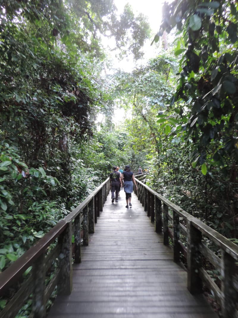 Sepilok Orangutan Sanctuary: Hanging with the Kings of the Forest