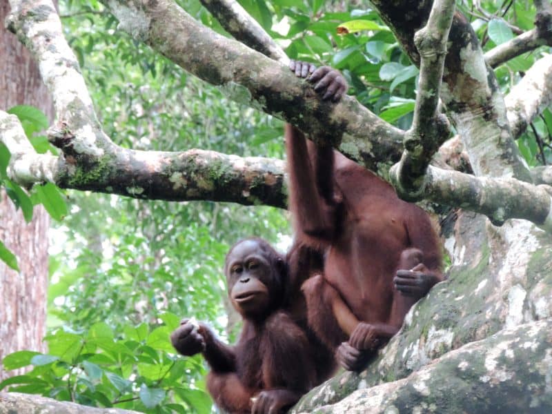 Orangutan in tree