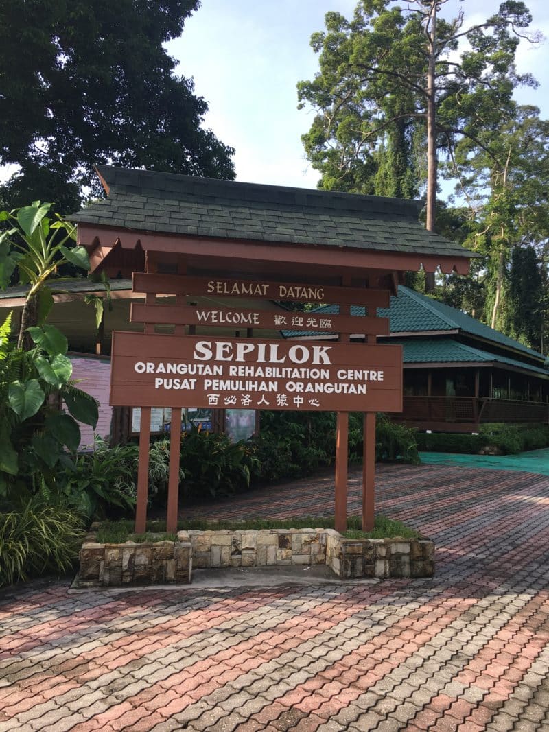 Sepilok Orangutan Sanctuary: Hanging with the Kings of the Forest