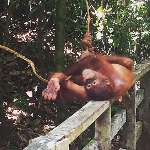 Orangutan on ledge