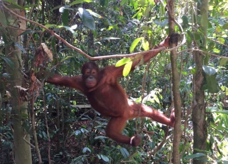 Orangutan swinging