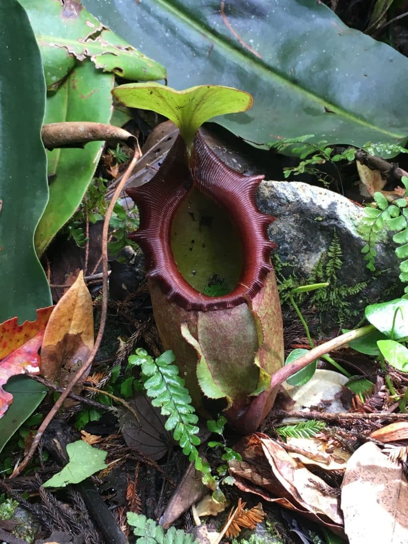 IMG_1513 Shoes flower