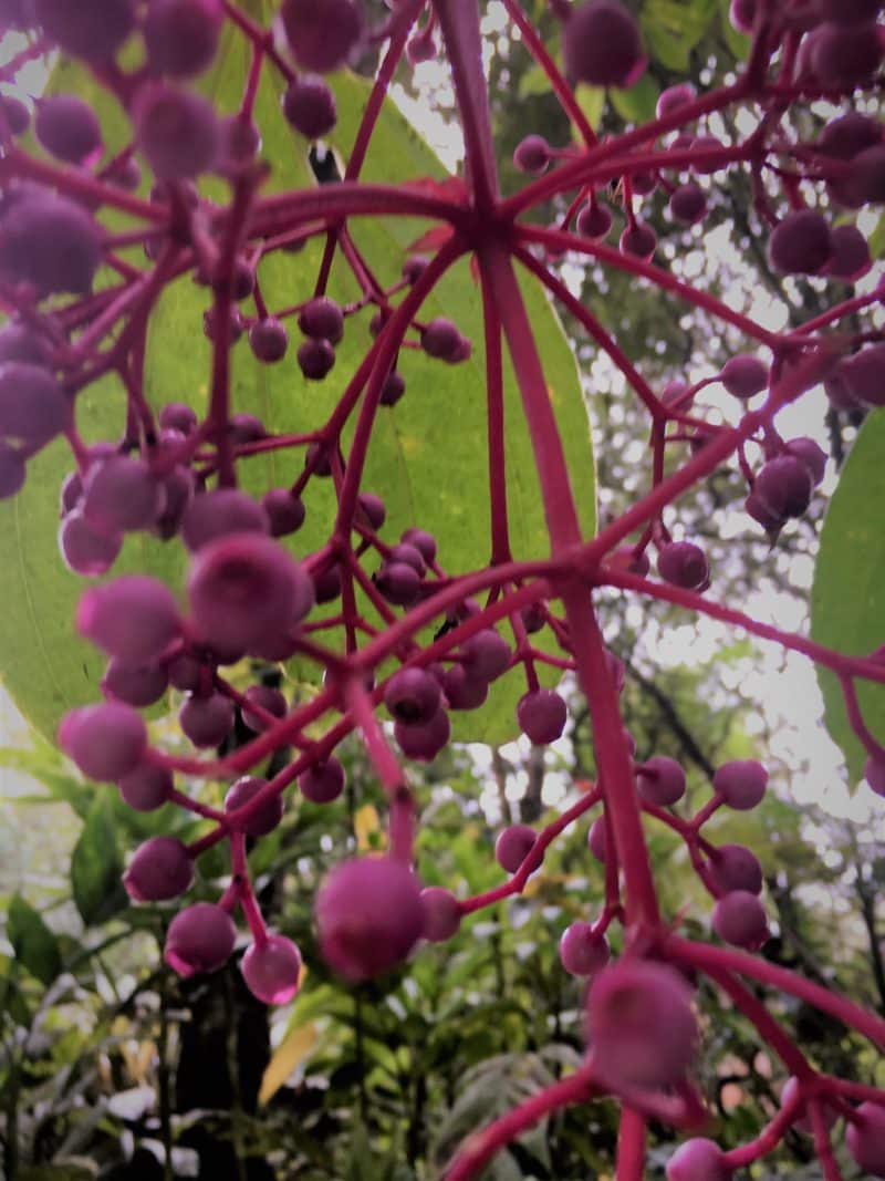 IMG_1524 Pink flowers 2