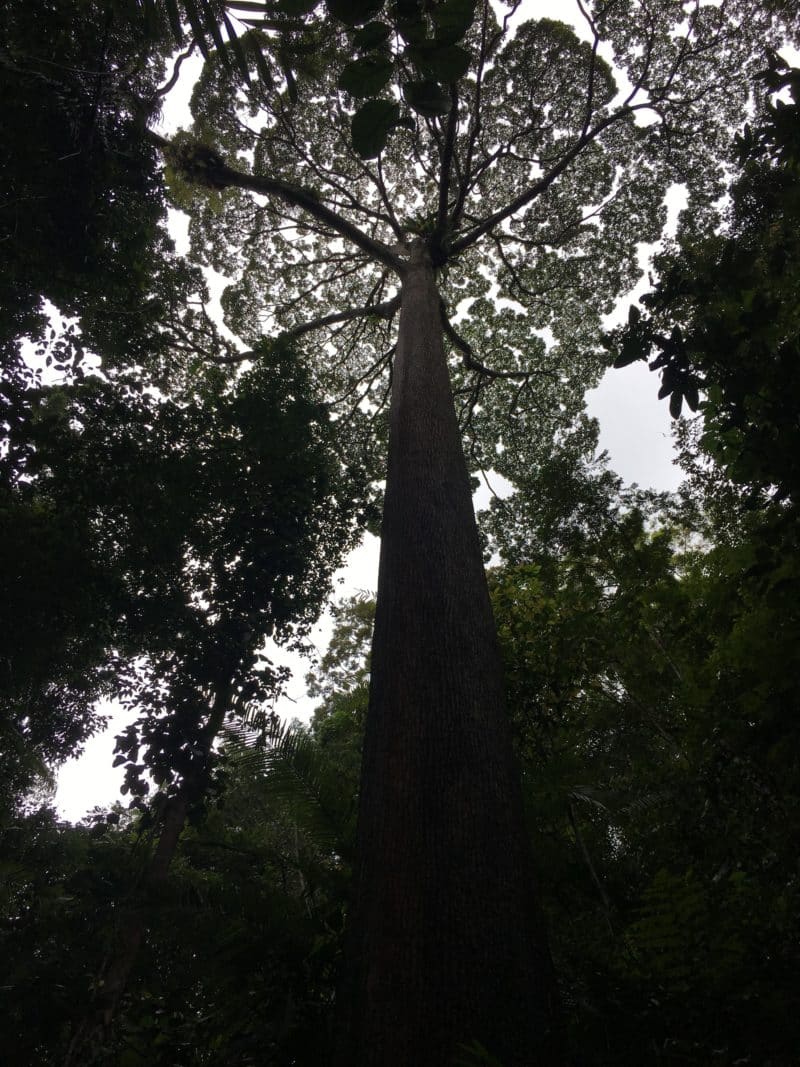 IMG_1543 Tree tops at canopy