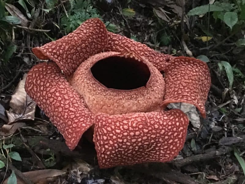 IMG_1575 Rafflesia day 1