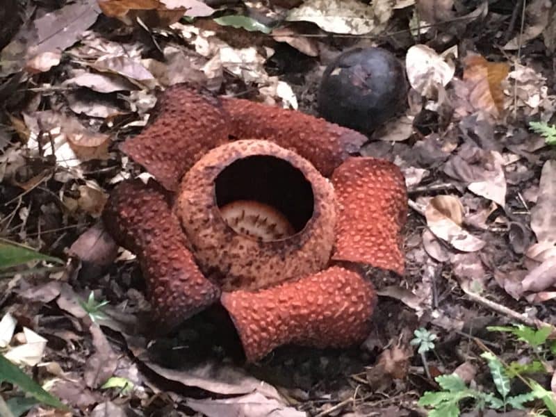 IMG_1586 Rafflesia day 2