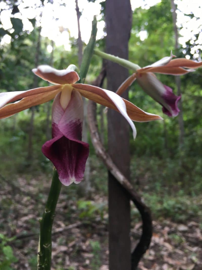 IMG_1606 Pink orchids