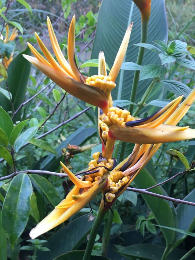 IMG_1611 Orchids - yellow