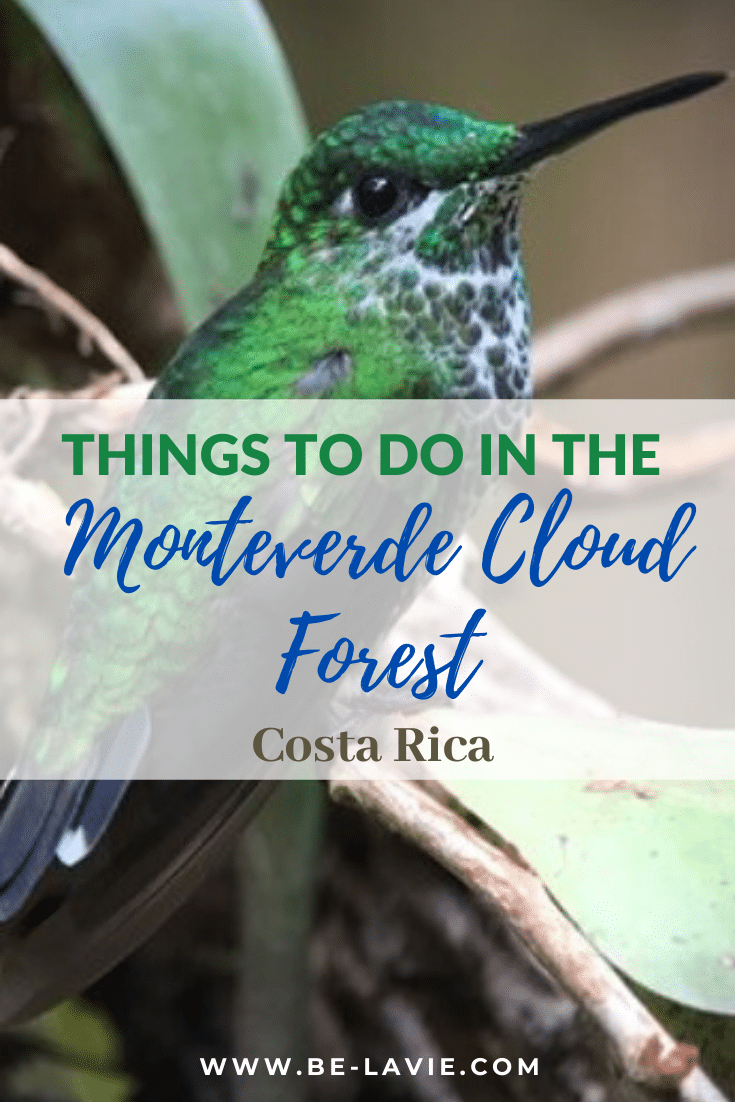 A misty stay in the Monteverde Cloud Forest