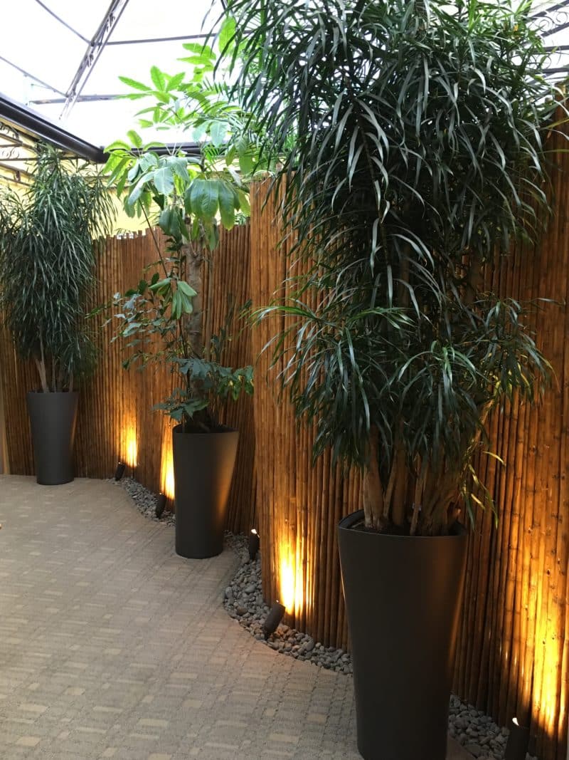 Old Victorian Grandeur at Hotel Grano de Oro