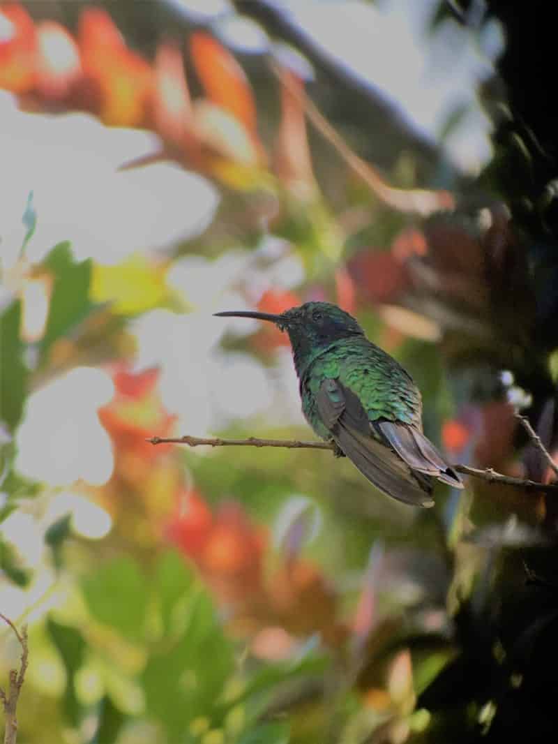 A misty stay in the Monteverde Cloud Forest