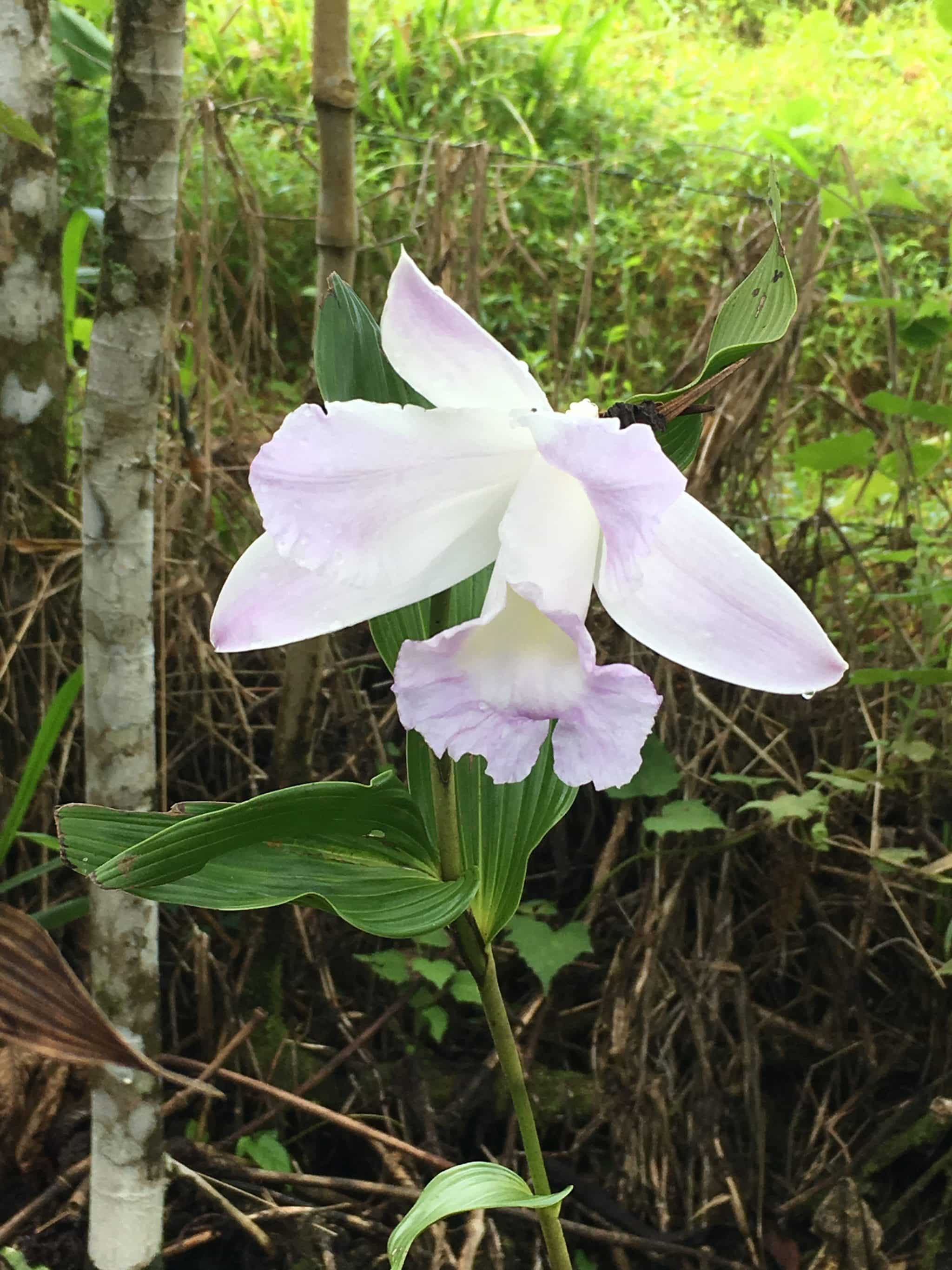 A lake crossing and my very first volcano hike A lake crossing and my very first volcano hike