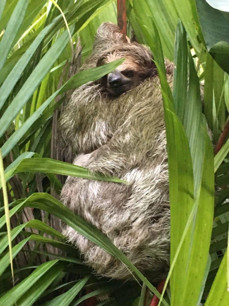 The super swish Nayara Resort Nayara , Arenal, Costa Rica The super swish Nayara Resort Sloth