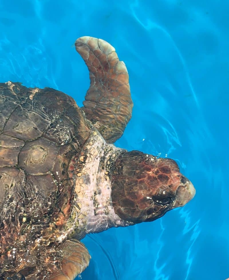 Dreamy fishing village relaxation at Praia do Forte, Brazil