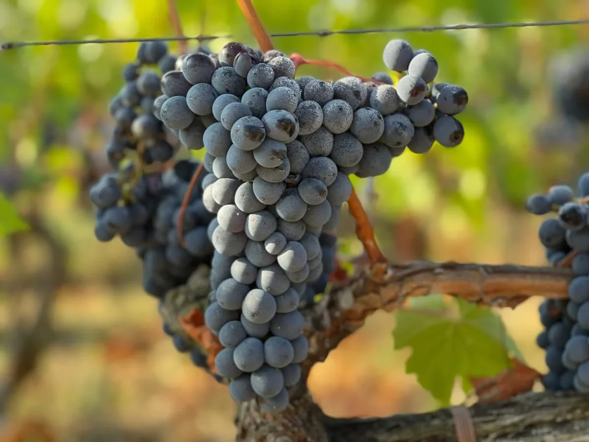 Chianti Red Grapes in Tuscany